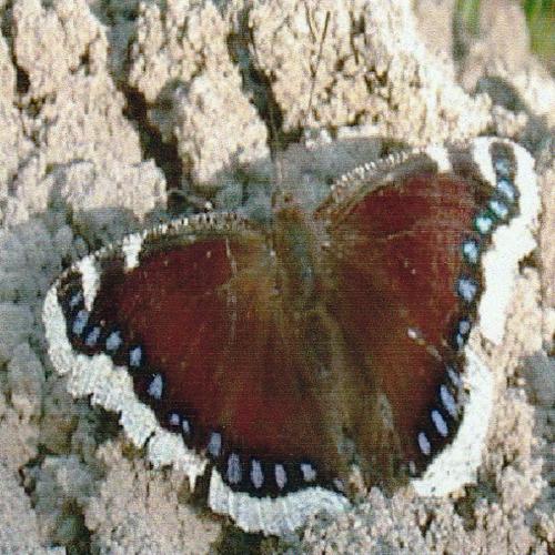 Nymphalis antiopa